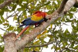 Scarlet Macaw (Ara macao)