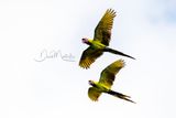 Great Green Macaws (Ara ambiguus)