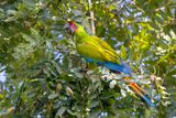 Great Green Macaw (Ara ambiguus)