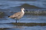 Willet (Tringa semipalmata)