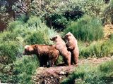 Bear jam