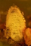 New Jersey female coccoid scale insect (3 mm) with tiny male