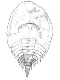 Pseudoniscus auf roosevelti reconstruction (drawn over photo of fossil)
