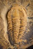 Daguinaspis ambroggii a Lower Cambrian fallotaspidid trilobite, Tazemmourt Section, Amouslek Formation, (520.0 - 516.0 Ma) 