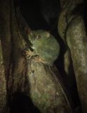 Gurskys spectral tarsier protected from the rain in its Ficus Benjamina, Tangkoko