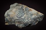 Ferns, Coniopteris hymenophylloides, from the Middle Jurassic Aalenian at Whitby