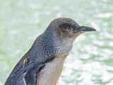 Australian little penguin (Eudyptula novaehollandiae) on Penguin Island