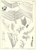 Jurassic plants from the Yorkshire coast illustrated in Phillips (1829)