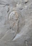 Olenellus sp., Grand Wash Cliffs, overlooking Lake Mead, Arizona