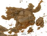 Vampyronassa view of beaks from front, micro CT image