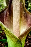 Amorphophallus hewittii, Gunung Gading