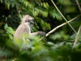 White-thighed surili, Bukit Kiara