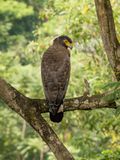 Crested serpent eagle from KL Tower