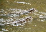 Smooth coated otters at Bukit Kiara