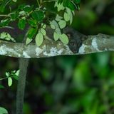 Island palm civet, Deramakot