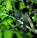 Island palm civet, Deramakot
