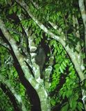 Black flying squirrel, Deramakot