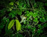 Slow loris at Deramakot