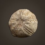 Orbitremites blastoid, Grassington, Yorkshire