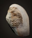 Thyestes verrucosus, a Silurian osteostracan, Ludlow Series, Upper Silurian, Rootzkull, Oesel, Estonia