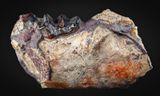 Homogalax, excellent 16 mm molar in 42 mm jaw segment, Willwood Formation, Wasatchian, Lower Eocene, Big Horn Basin, Wyoming