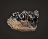 Cantius sp.,  Lower Eocene, Big Horn Basin, Wyoming