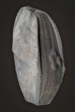 Placoblastus obvatus, 44 mm, Thunder Bay Formation, Devonian, Alpena, Michigan
