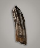 Cimolodon sp, multituberculate incisor, Hell Creek Formation, Late Maastrichtian, Montana, USA