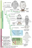Evolution f claspers in male placoderms and sharks, from Long et al. (2014).