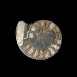 Ammonites Walcotii.jpg