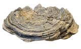 Stromatolite, Huqf, Oman