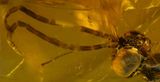 New Jersey, Raritan Formation, 6 mm wasp (Braconidae) detail