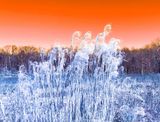 CHINESE SILVERGRASS (MISCANTHUS SINENSIS)