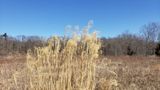 CHINESE SILVERGRASS (MISCANTHUS SINENSIS)