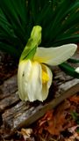 Daffodils and male chironomid midge
