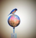 A far away bluebird on a flagpole - sialia sialis