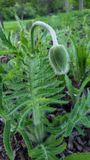 Oriental Poppy just before blooming - papavera oriantalis
