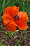 The final look of the blooming poppy - papavera oriantalis