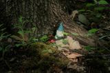 We have gnomes in our woods.