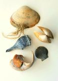 Typical New Jersey beach finds -  different kinds of bivalves