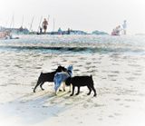 Canine beach friends