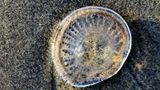 Moon jellyfish stranded on the beach