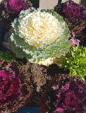 Fall decorations with red and white cabbage plantings