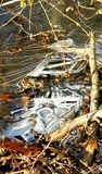 Thin Ice 1