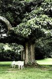 A very old oak at Rutherfurd Hall