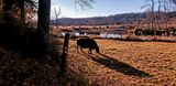 Herd of cows wading through river to get to greener pasture