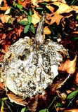 An orange pumpkin turned white