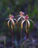 Drooping Spider Orchid.