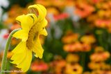 Sunflower Munchkin (Helianthus annuus)-20190801