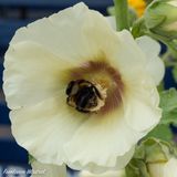 Common hollyhock (Alcea rosea)-20110703b